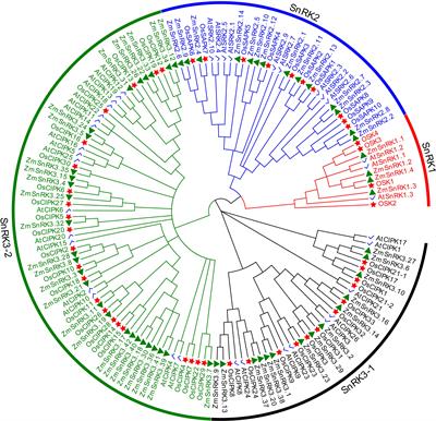 Genome-wide identification of sucrose non-fermenting-1-related protein kinase genes in maize and their responses to abiotic stresses